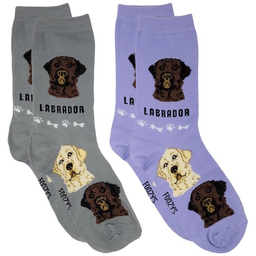 Labrador retriever lab dog - labrador,