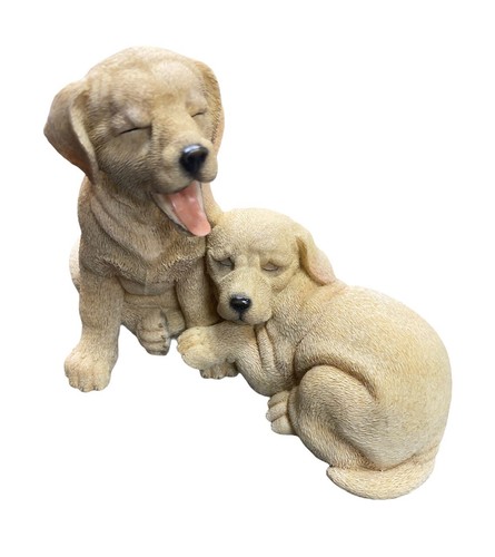 Golden labrador dog - golden,