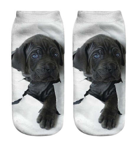 Labrador cute dog trainer - labrador,