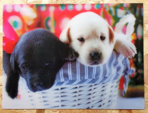 Lenticular picture a - lenticular, of