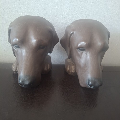 Pair labrador retreiver - of,