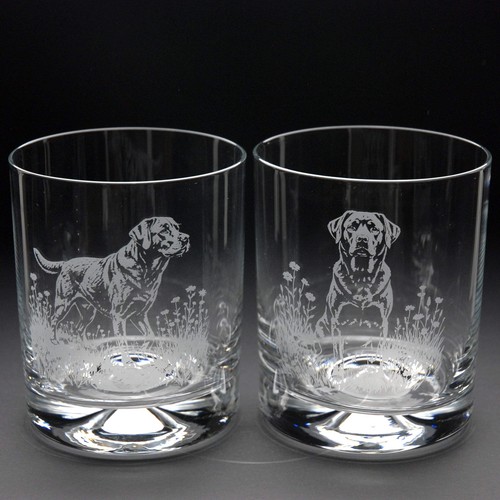 Labrador dog whiskey - labrador,