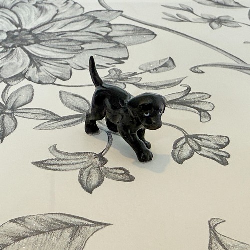 Black labrador puppy - black,