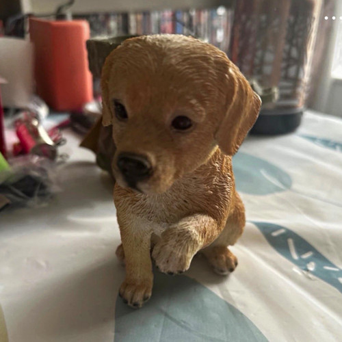 Labrador retriever dog puppy - retriever,