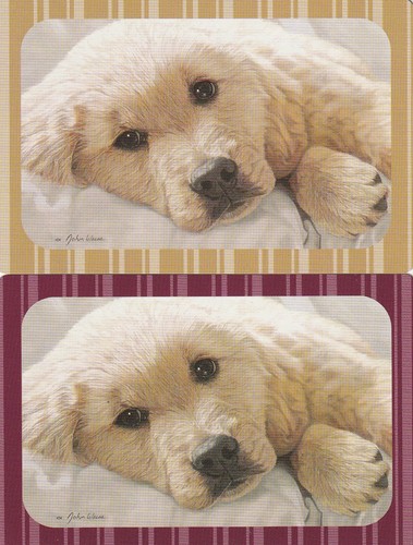 Pair labrador puppy swap - of, puppy,